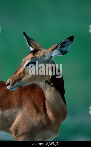 Impala avec Oxpecker Banque D'Images