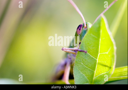 Chorthippus parallelus. Close-up of meadow grasshopper la moitié derrière une feuille dans la campagne anglaise Banque D'Images