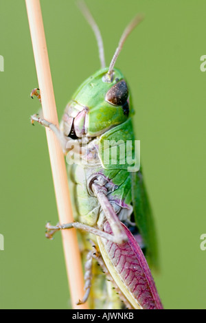 Chorthippus parallelus. Close-up of meadow grasshopper accroché à une tige d'herbe dans la campagne anglaise Banque D'Images