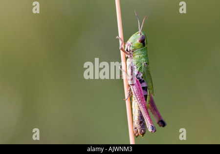 Chorthippus parallelus. Close-up of meadow grasshopper accroché à une tige d'herbe dans la campagne anglaise Banque D'Images