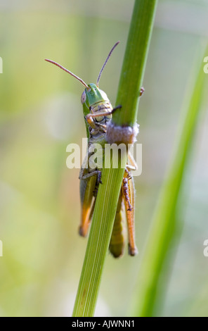 Chorthippus parallelus. Close-up of meadow grasshopper sur une tige d'herbe dans la campagne anglaise Banque D'Images