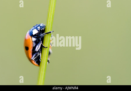 Close-up d'une coccinelle de monter une tige d'herbe dans la campagne anglaise Banque D'Images