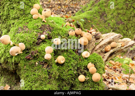 Grappes de champignons Puffball (Lycoperdon) qui poussent sur la base de lichen couvert d'arbres dans la forêt de Sussex en automne Banque D'Images