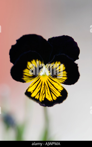 Seul noir jaune viola fleur sur fond clair Banque D'Images