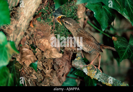 Le nord de l'Wren Troglodyte mignon / Banque D'Images