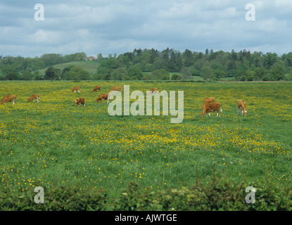 Domaine renoncule Ranunculus acer la floraison dans les pâturages d'herbe broutée par les vaches Guernesey Banque D'Images