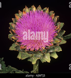 Artichaut Cynara scolymus flower Banque D'Images