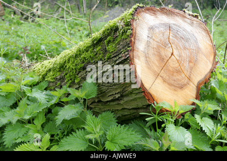 Dead willow tree trunk pourrir sur le plancher de bois entre les orties et autres mauvaises herbes Banque D'Images