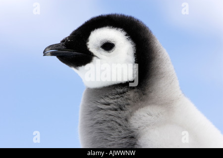 Manchot Empereur (Aptenodytes forsteri) portrait de chick Banque D'Images