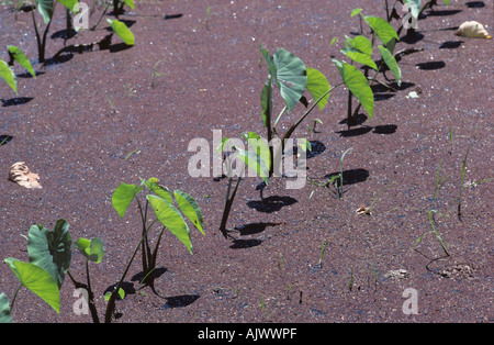 Dachine ou Taro taro Colocasia esculenta var antiquorum de jeunes plantes dans un panier Banque D'Images