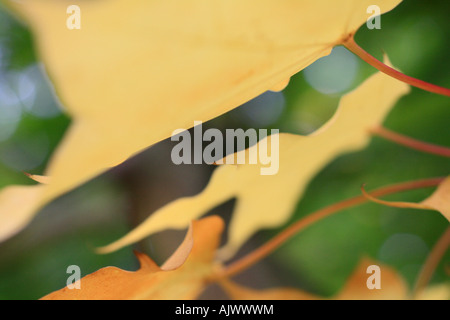 'Sycamore Leaves' sur un sycomore en automne Banque D'Images