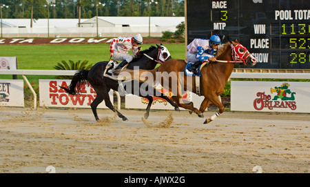 Course de chevaux vers la ligne d'arrivée à racetrack Banque D'Images