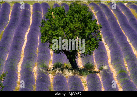 France Provence Tree in lavender field Banque D'Images