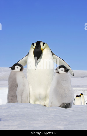 Manchot Empereur (Aptenodytes forsteri), des profils avec deux poussins Banque D'Images