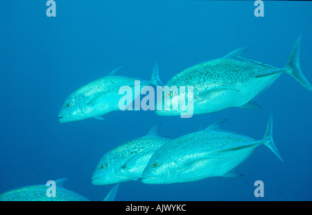 Kingfish Thon Thon Carangue / Banque D'Images