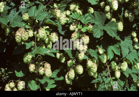 Les fleurs de houblon sur les bines près de harvest Herefordshire Banque D'Images