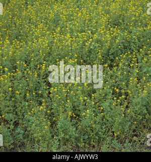 La floraison de la moutarde blanche Sinapis alba utilisé comme une culture de couverture et les engrais verts Bourgogne Banque D'Images