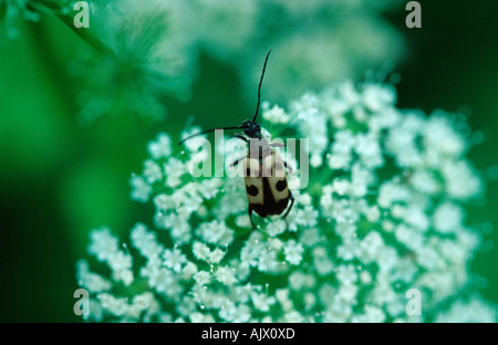 Longhorn Beetle / Schmalbock Bluetenhalsbock / Gefleckter Gefleckter Banque D'Images