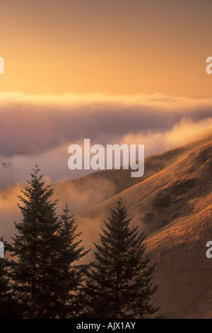 Coucher de soleil sur les pentes du Mont Tamalpais State Park, comté de Marin, en Californie, USA Banque D'Images