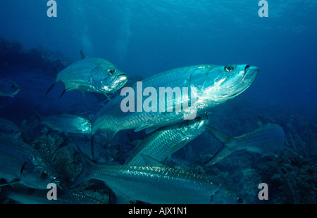 Tarpon Atlantique Banque D'Images