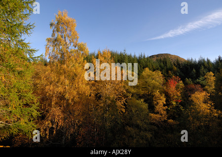 Le sommet de Meall Luaidhe tout juste visible au-dessus des forêts de pins et de bouleaux en automne couleurs Glen Lyon Ecosse Perthshire Banque D'Images