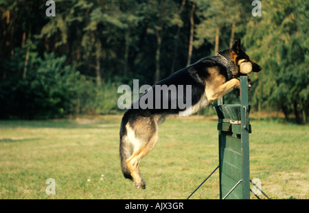 Deutscher Schäferhund Dressur dressage berger allemand Banque D'Images