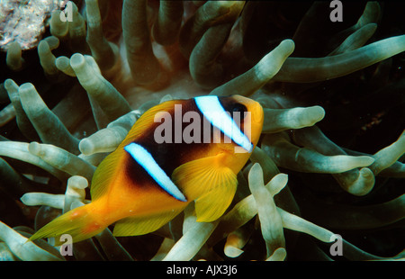 Les putois poissons clowns Banque D'Images