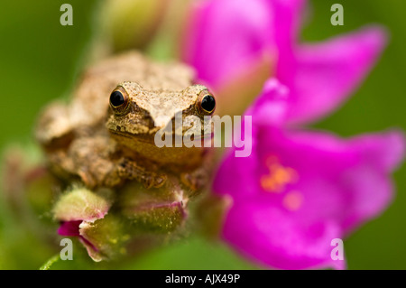 La rainette crucifère Hyla crucifer assis sur jardin fleurs Tradescantie de l'Ontario Banque D'Images