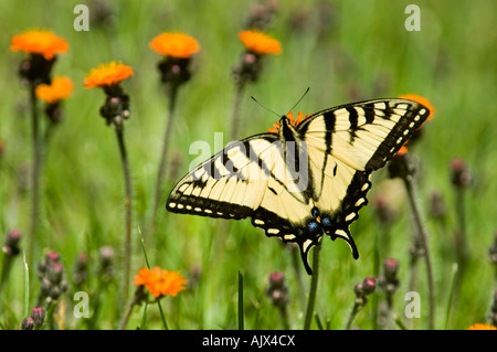 Papilio machaon tigre canadien canadensis nectar adultes sur l'épervière fleurs Ontario Banque D'Images