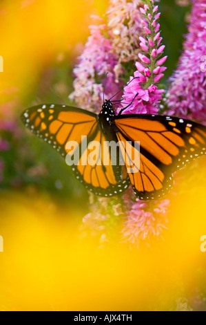 Le monarque (Danaus plexippus) nectar de fleurs véronique adultes en Ontario Banque D'Images