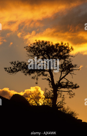 Au coucher du soleil pin Zion National Park Utah USA Banque D'Images