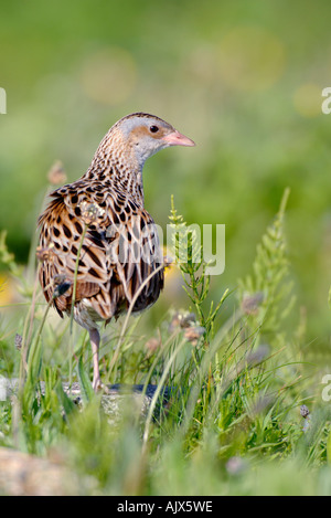 Portrait d'un râle des genêts debout sur une jambe, vue de dos, regardant à droite contre un arrière-plan jaune vert tacheté Banque D'Images