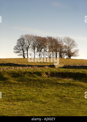 Arbres sur une colline dans le Derbyshire Peak District en Angleterre avec un ciel d'après-midi d'automne Banque D'Images