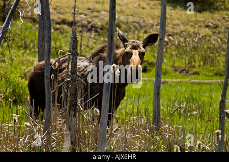 Femelle Orignal Alces alces nourriture dans la nouvelle croissance à beaver pond au printemps, le Parc provincial Killarney Ontario, Canada Banque D'Images