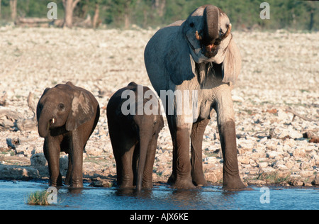 L'éléphant d'Afrique / Afrikanischer Elefant Banque D'Images