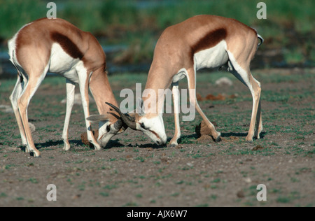 Springbok / Springbock Banque D'Images