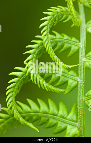 L'osmonde cannelle (Osmunda cinnamomea) Détail de frondes naissantes, le Grand Sudbury, Ontario, Canada Banque D'Images