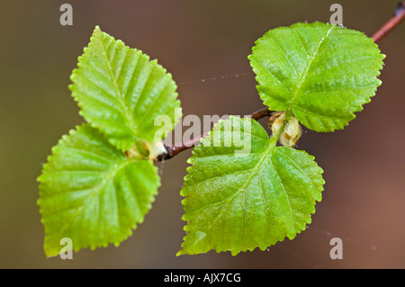 Le bouleau blanc (Betula papyrifera) feuilles émergentes , Grand Sudbury, Ontario, Canada Banque D'Images