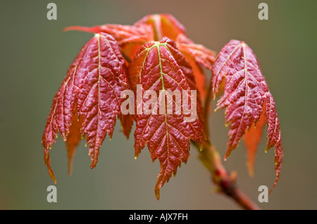 L'érable rouge (Acer rubrum), Acer rubra printemps émergents quitte l'île Manitoulin, Ontario, Canada Banque D'Images