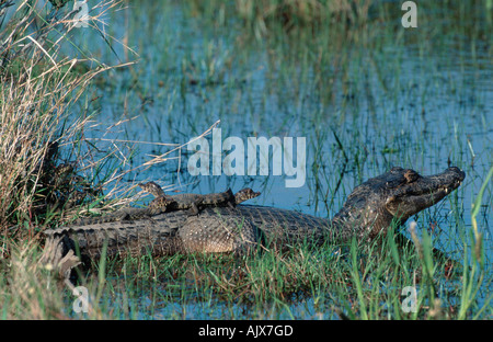 Caiman paraguayenne / Brillenkaiman / Krokodilkaiman Banque D'Images