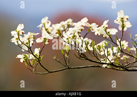 La floraison Roughleaf drummondi (Cornus) fleurs à la Cades Cove, Great Smoky Mountains National Park, California, USA Banque D'Images