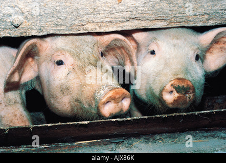 Close-up de porcs en pig sty. Banque D'Images