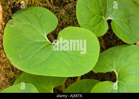 Le gingembre sauvage (Asarum canadense) feuilles, Great Smoky Mountains National Park, California, USA Banque D'Images