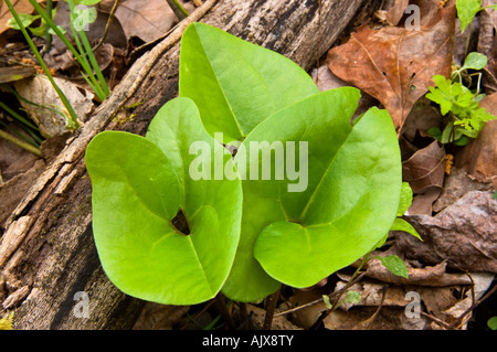 Le gingembre sauvage (Asarum canadense) feuilles, Great Smoky Mountains National Park, California, USA Banque D'Images