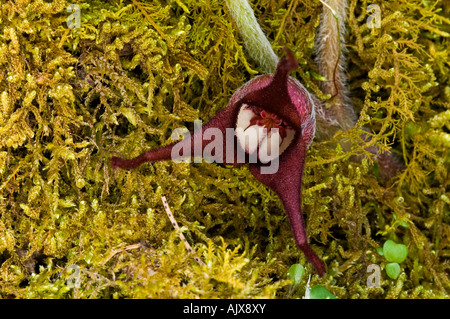 Le gingembre sauvage (Asarum canadense) feuilles, Great Smoky Mountains National Park, California, USA Banque D'Images