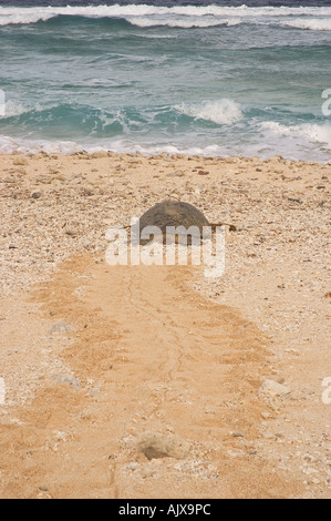 Une tortue verte Chelonia mydas retourne à la mer à l'aube, après avoir réussi à pondre des œufs Gielop Island Atoll Ulithi Yap Micronésie Banque D'Images