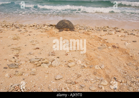 Une tortue verte Chelonia midas retourne à l'océan après ponte Gielop Island Atoll Ulithi Yap Micronésie Océan Pacifique Banque D'Images