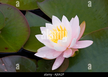 Nénuphar odorant (Nymphaea odorata) fleurs, de l'Est Pays Baltes, PEI, Canada Banque D'Images