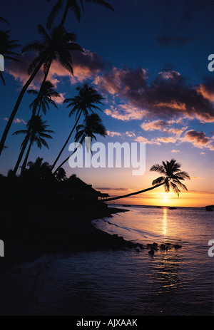 Les îles Fidji. Tropical Beach. La silhouette des arbres de noix de coco au coucher du soleil. Banque D'Images
