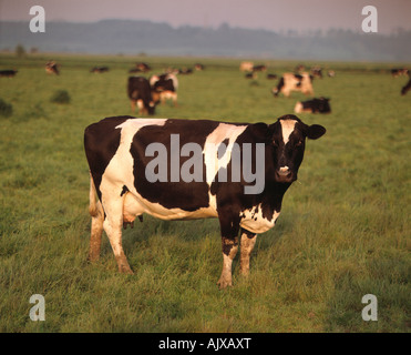 United Kingdom. L'Angleterre. Les niveaux de Somerset. Vaches laitières Holstein en champ. Banque D'Images